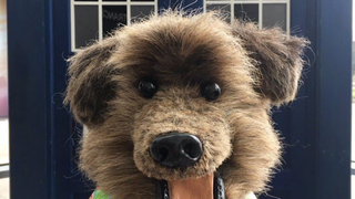 The return of canine?